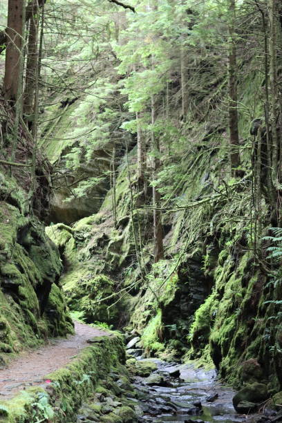 istock Footpath winding through a deep wooded gorge 1574151034