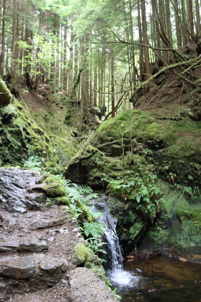 istock Waterfall in a deep wooded gorge surrounded by moss covered boulders 1574152862