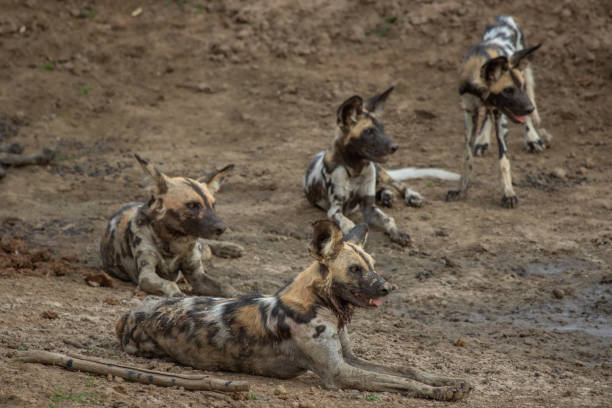 istock African wild dogs look on 1574153461