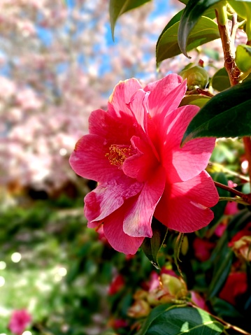 Pink flower growing in a garden
