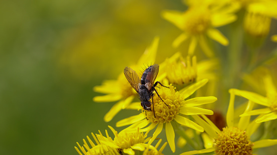 An insect feeding on the nectar from a bright yellow flower. The background has a bokeh effect causing other flowers to be  blurred out.