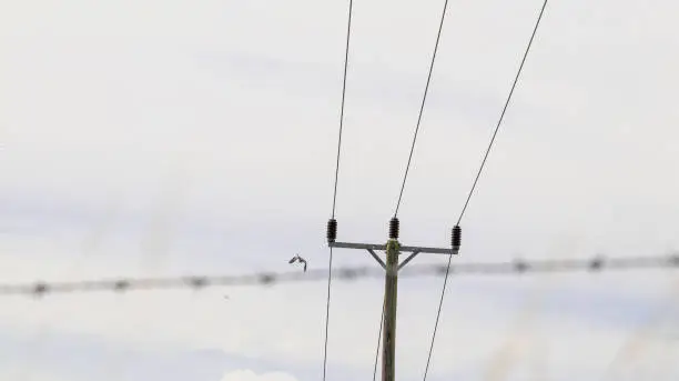 Photo of A Red Kite Is Flying Past An Electricity Pole With Barbed Wire In The Foreground