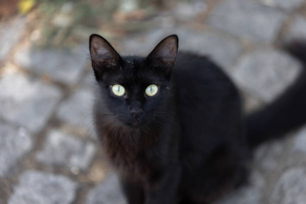 Black stray cat is sitting on the street.