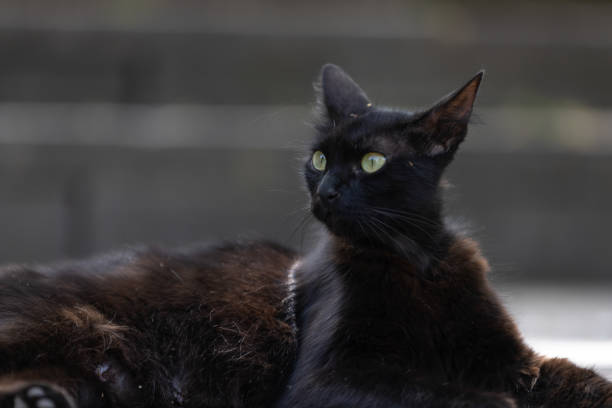 istock Portrait of black stray cat. 1574178750