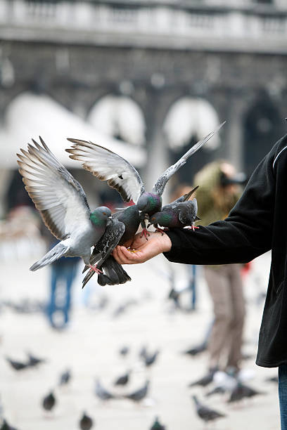 istock Feeding Pigeons in Venice 157417955