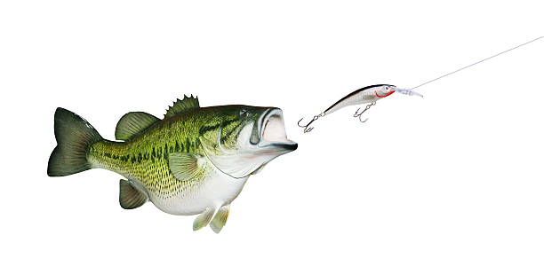 Largemouth Bass Chasing Lure Huge Largemouth Bass chasing down a minnow imitating crank bait. bass fish stock pictures, royalty-free photos & images