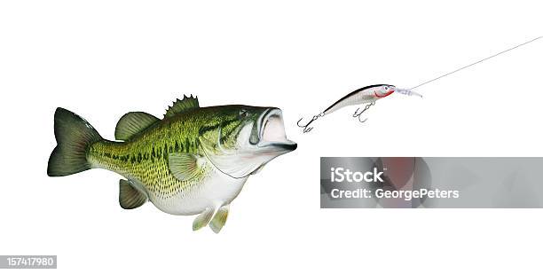 Largemouth Bass Chasing Lure Stock Photo - Download Image Now - Fishing Hook,  Fish, Chasing - iStock