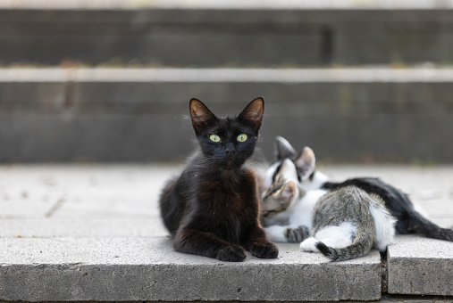 Black mother cat is breastfeeding her kittens on the street.