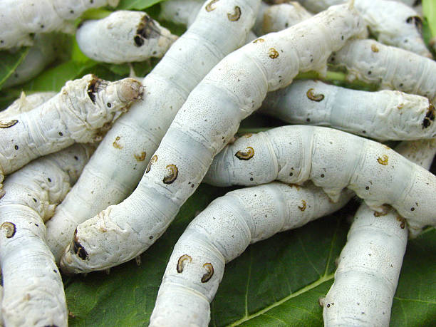 silkworms - silkworm photos et images de collection