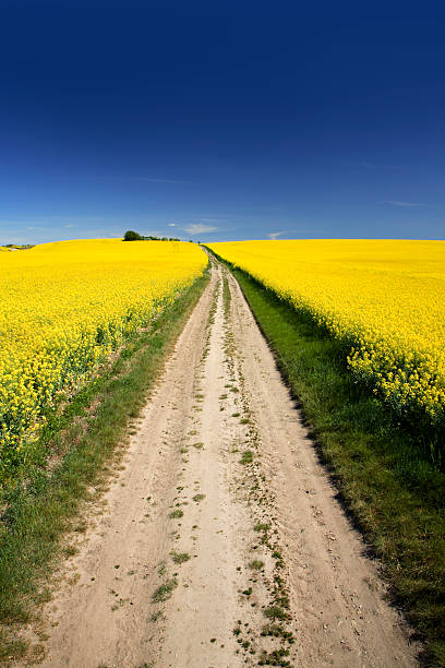 istock Farm Road Through Canola Field with Blue Sky 157418200