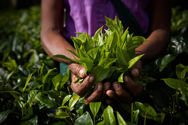 istock freshly plucked tea leaves horizontal 157418215