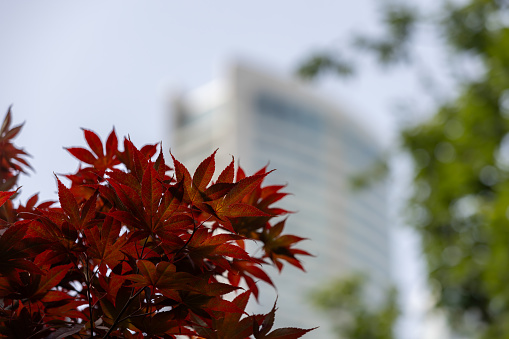 Green and red leaf with city view.