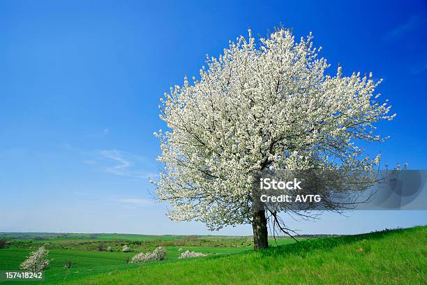 Foto de Paisagem De Primavera e mais fotos de stock de Cerejeira - Árvore Frutífera - Cerejeira - Árvore Frutífera, Branco, Paisagem - Cena Não-urbana