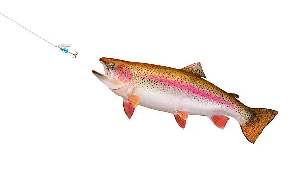 Beautiful trophy Rainbow Trout chasing down a bright spinner.
