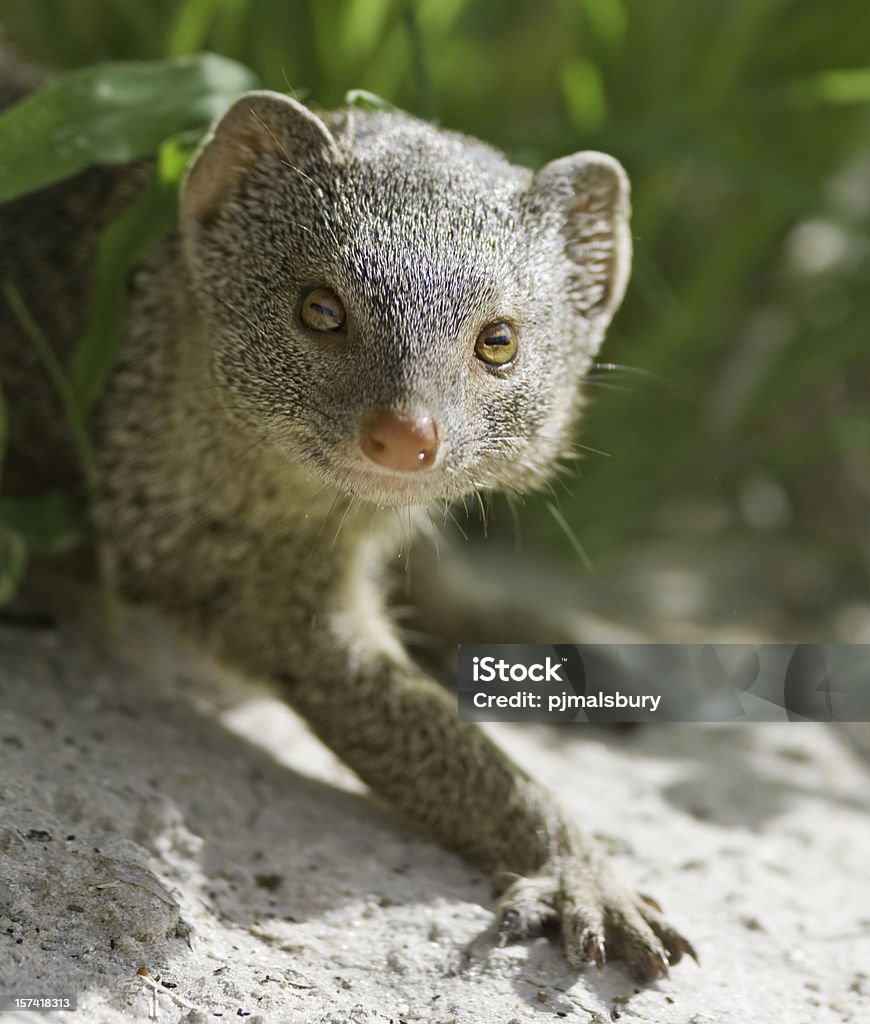 Cheeky Mongoose Stock Photo - Download Image Now - Africa, Animal, Animal  Themes - iStock