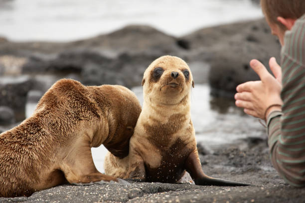 Sea lion pups on Galapagos Islands Sea lion pup on beach Galapagos Islands seal pup stock pictures, royalty-free photos & images