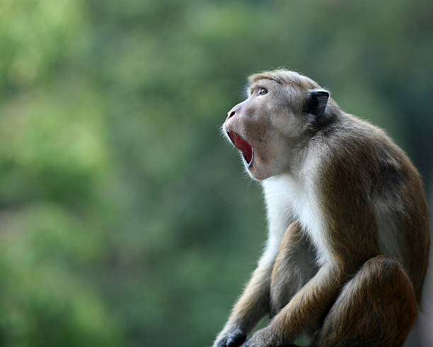 erstaunt makake affe mit mund öffnen - makake stock-fotos und bilder