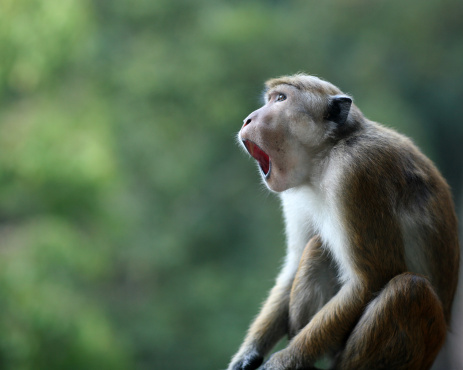 This Shallow DOF image captures in close up this open mouthed monkey that seems to be saying \