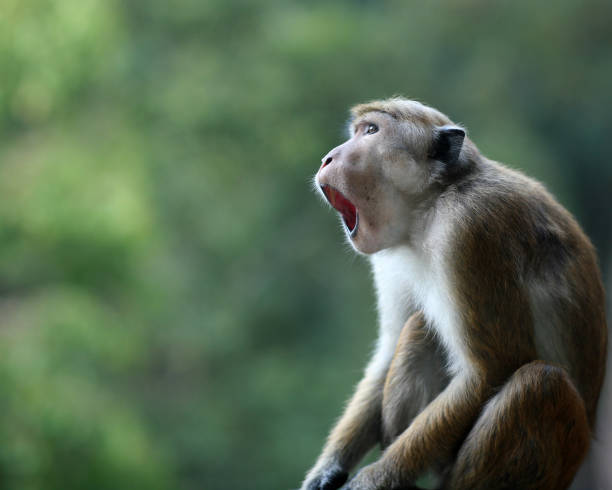 Astonished macaque  monkey with mouth open This Shallow DOF image captures in close up this open mouthed monkey that seems to be saying "Oh my god, did you see that?"  A humourous image with plenty of copy space and nice bokeh. Unsharpened, Eos 5d. 400 ASA. macaque stock pictures, royalty-free photos & images