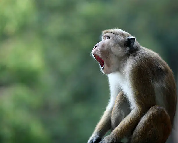 This Shallow DOF image captures in close up this open mouthed monkey that seems to be saying "Oh my god, did you see that?"  A humourous image with plenty of copy space and nice bokeh. Unsharpened, Eos 5d. 400 ASA.