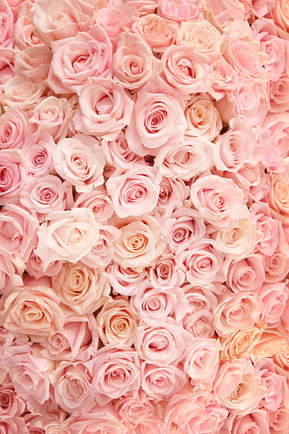 Pink Roses stock photo