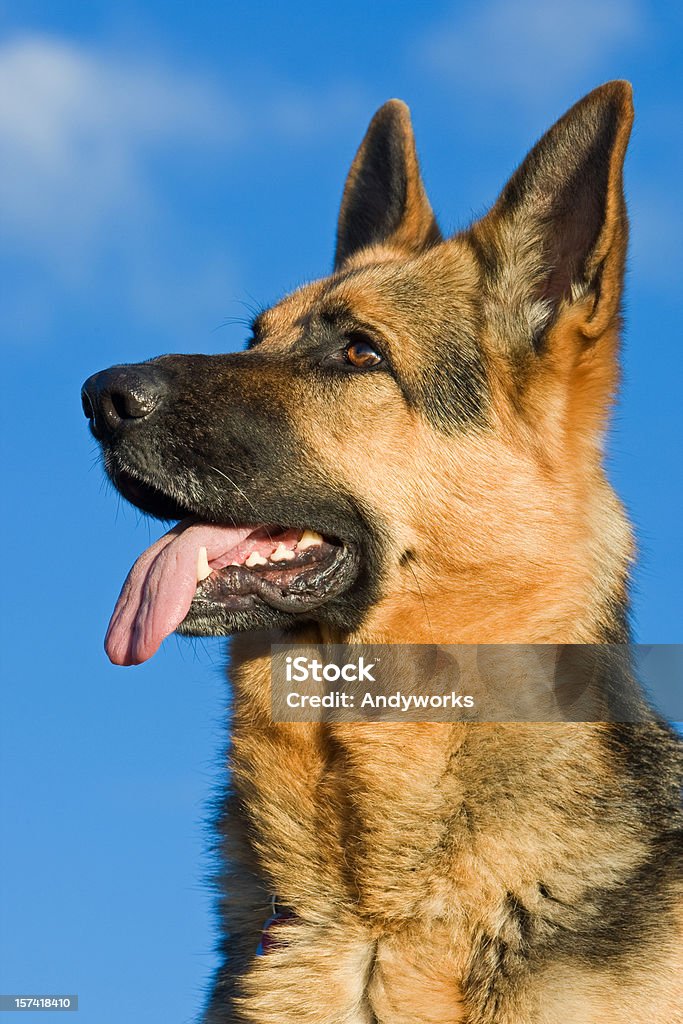 German Schäferhund - Lizenzfrei Blau Stock-Foto