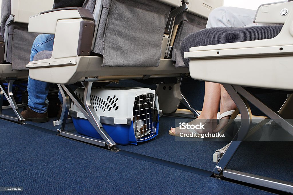 Reisen mit Haustieren auf Flugzeug - Lizenzfrei Flugzeug Stock-Foto
