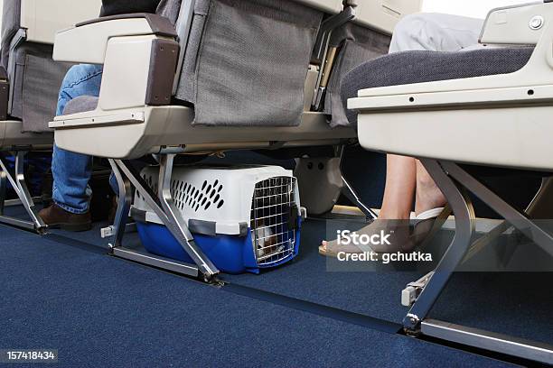 Reisen Mit Haustieren Auf Flugzeug Stockfoto und mehr Bilder von Flugzeug - Flugzeug, Hund, Haustier