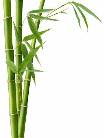 Hojas de bambú y photo