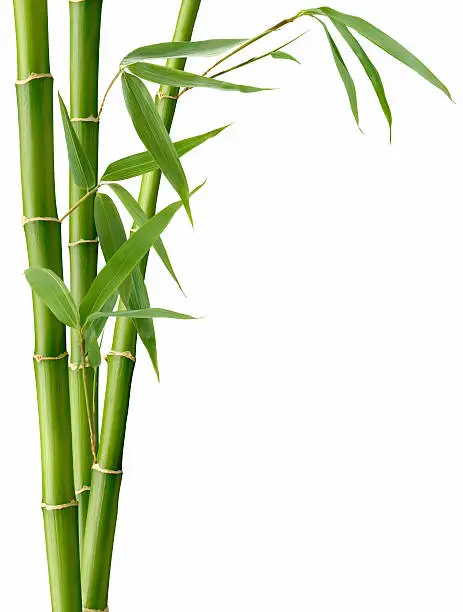 Green Bamboo and Leaves on White.