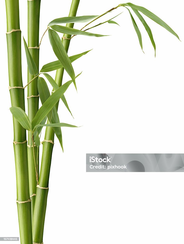 Folhas de bambu e - Foto de stock de Bambu royalty-free