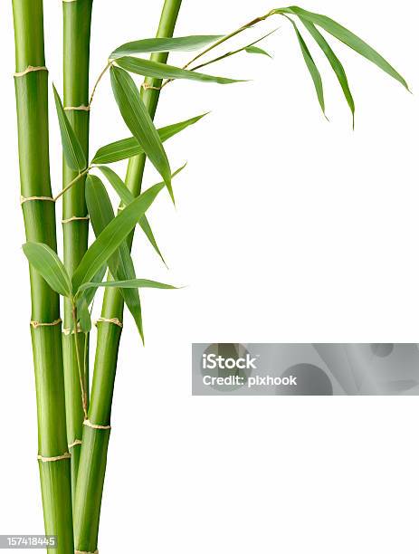 Foto de Folhas De Bambu E e mais fotos de stock de Bambu - Bambu, Fundo Branco, Figura para recortar