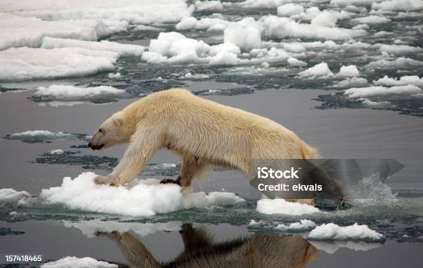 Foto de Urso Polar No Gelo e mais fotos de stock de Clima - Clima, Filhote, Gelo