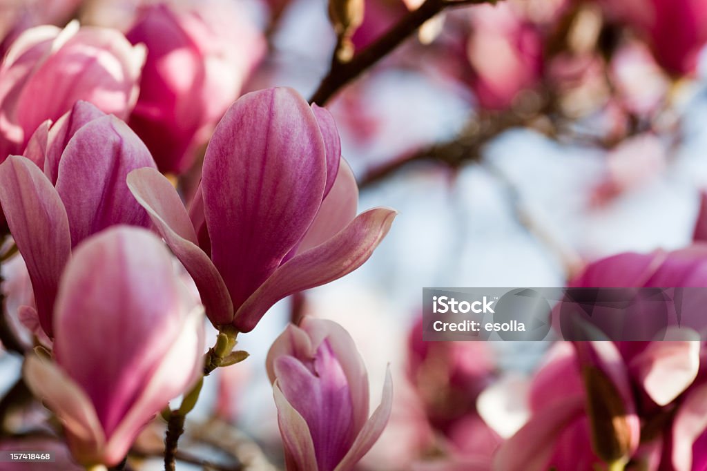 Magnolia - Foto stock royalty-free di Albero