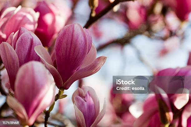 Magnolia - Fotografie stock e altre immagini di Albero - Albero, Composizione orizzontale, Fiore