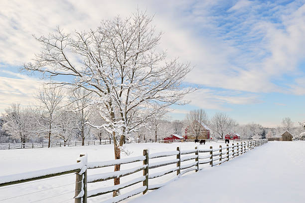 ファーム風景 - snow tree ストックフォトと画像