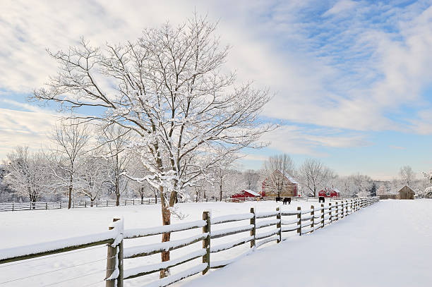 paisagem rural - winter snow livestock horse imagens e fotografias de stock