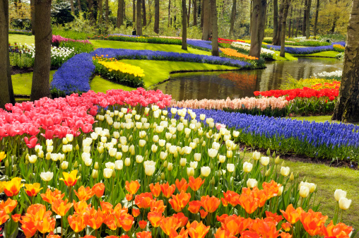 Colorful tulips and other spring flowers in the Keukenhof Gardens, the Netherlands.