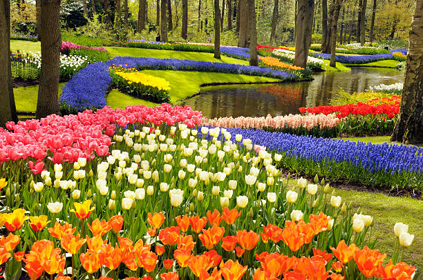 Spring flowers Colorful tulips and other spring flowers in the Keukenhof Gardens, the Netherlands. keukenhof gardens stock pictures, royalty-free photos & images
