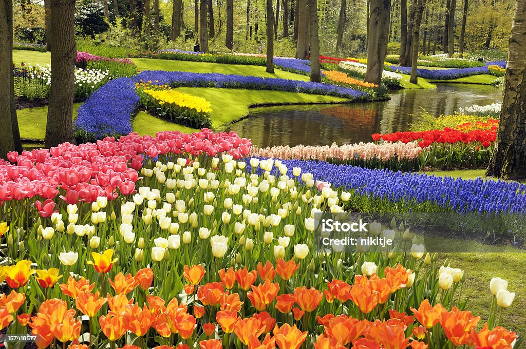 Весенние цветы - Стоковые фото Сад Кёкенхоф роялти-фри