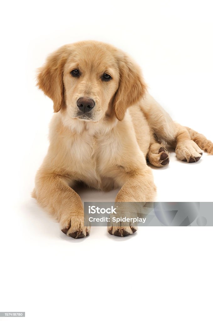 Cucciolo di Golden Retriever - Foto stock royalty-free di Cane