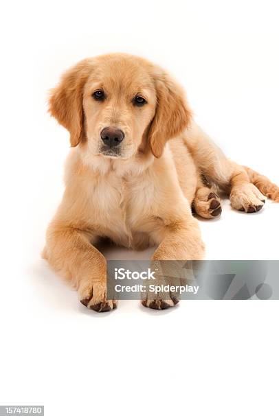 Cucciolo Di Golden Retriever - Fotografie stock e altre immagini di Cane - Cane, Sdraiato, Sfondo bianco
