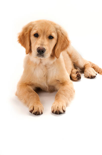 istock Golden Retriever Puppy 157418780