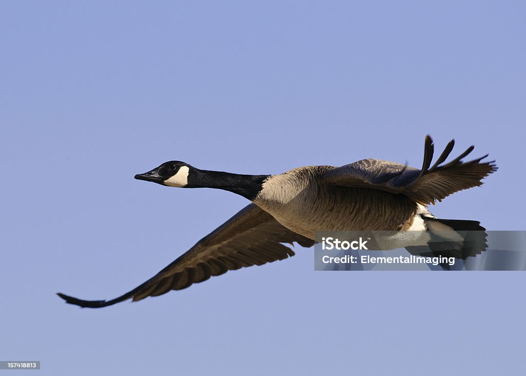 Oie Candadian (Branta canadensis) Vol - Photo de Voler libre de droits