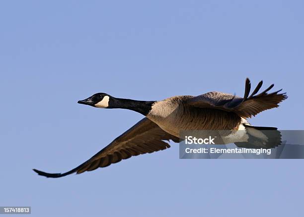 Photo libre de droit de Oie Candadian Vol banque d'images et plus d'images libres de droit de Voler - Voler, Oie - Oiseau des rivières, Bernache du Canada