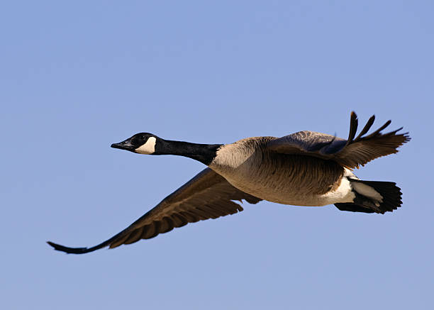 A Canadian Goose in flight against a blue sky.