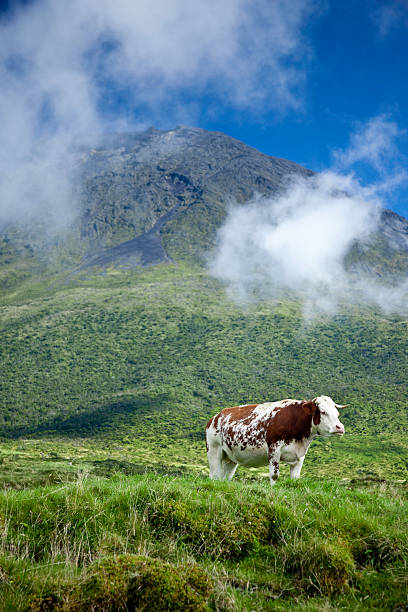 highland cow at faeroe islands, denmark, north atlantic islands, europe.