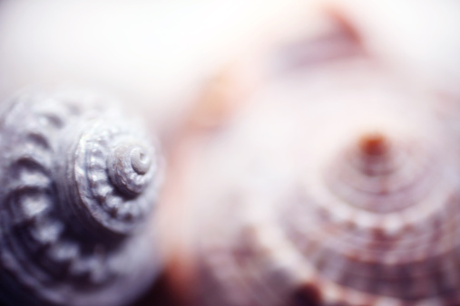 A closeup shot of a white snail shell