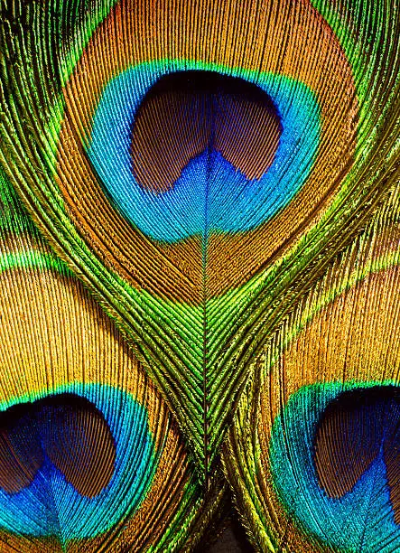 Colorful peacock feathers closeup.