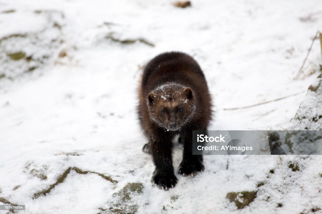 Vielfraß (G. gulo) im Schnee - Lizenzfrei Aktivitäten und Sport Stock-Foto